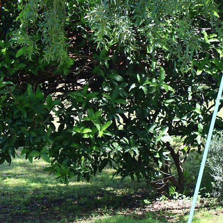 Olive Tree Farm Bed & Breakfast Magaliesburg Luaran gambar