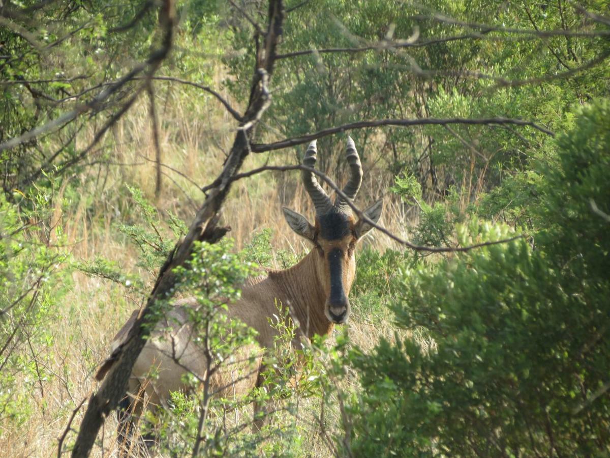 Olive Tree Farm Bed & Breakfast Magaliesburg Luaran gambar