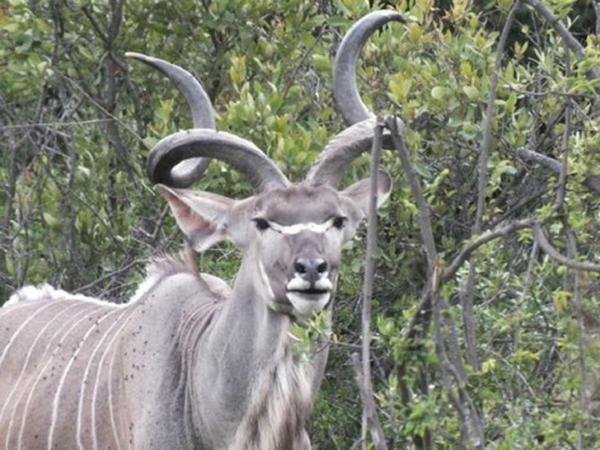 Olive Tree Farm Bed & Breakfast Magaliesburg Luaran gambar