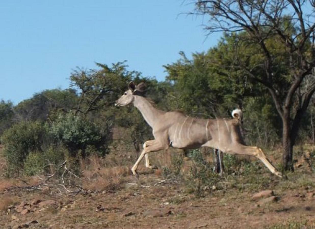 Olive Tree Farm Bed & Breakfast Magaliesburg Luaran gambar