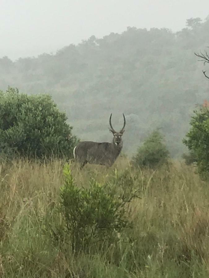 Olive Tree Farm Bed & Breakfast Magaliesburg Luaran gambar